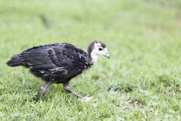 Küken läuft im grünen Gras