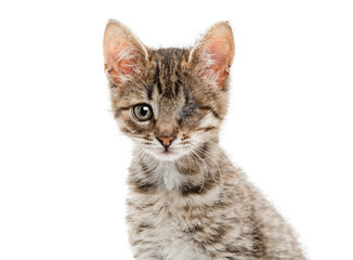 Beautiful striped fluffy kitten with one eye. Background is isolated.