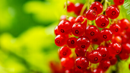 clusters of ripe red currants hanging on a branch, flood backgrounds, macro photography