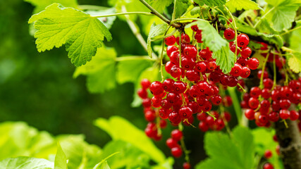 clusters of ripe red currants hanging on a branch, flood backgrounds, macro photography