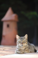 gato doméstico en reposo