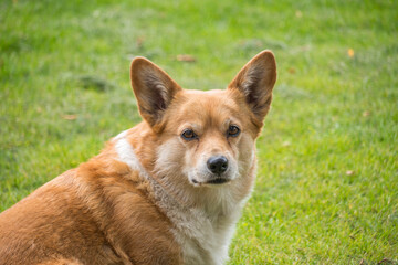 Naklejka na ściany i meble Close up of a Pembroke Welsh Corgi on the grass and looking curious into the camera. With a green blurry background.