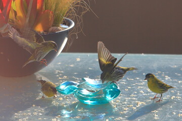 Pajaros en ambiente urbano