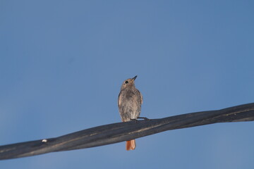 Pajaros en ambiente urbano