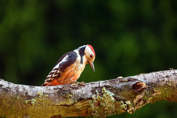 The middle spotted woodpecker (Dendrocoptes medius) sitting on a branch with a green background. The rarest of European woodpeckers.