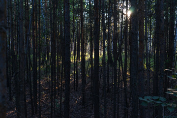 dark mysterious forest with bright sun through the trees. very dense gloomy forest