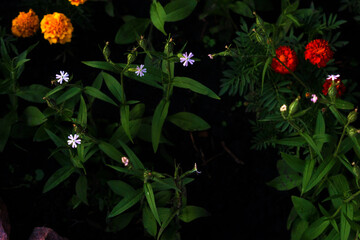 The flower bed in the evening glows beautifully in the dark.