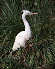 White Heron bird Stock Photos. Picture. Portrait. Photo. Image.  White Heron bird close-up profile view with foliage background.