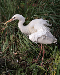 White Heron bird Stock Photos. Picture. Portrait. Photo. Image.  White Heron bird close-up profile view with foliage background. Fluffy feathers plumage.