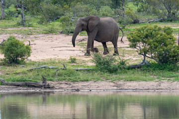 A family group of African Elephants (Loxodonta africana) at a waterhole in the Timbavati Reserve, South Africa