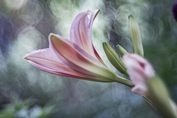 Taglilie © Cornelia