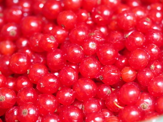 Rote Johannisbeeren (Ribes) frisch gepfl&uuml;ckt und fertig zum Verzehr