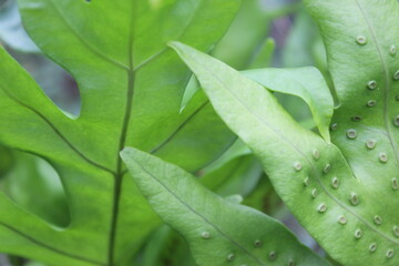 green leaf with water drops