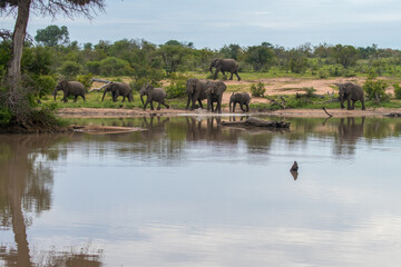 A family group of African Elephants (Loxodonta africana) at a waterhole in the Timbavati Reserve, South Africa