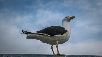 black headed gull