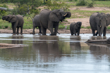 Fototapeta premium A family group of African Elephants (Loxodonta africana) at a waterhole in the Timbavati Reserve, South Africa