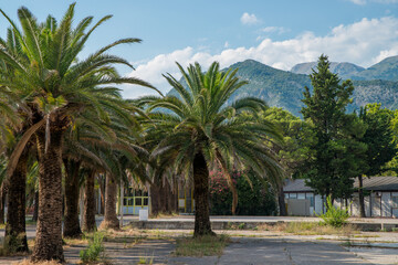 Fototapeta na wymiar Palm trees, mountains and buildings