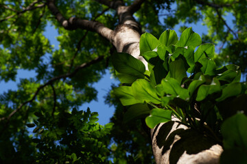 The green ivy leaves on the tree trunk