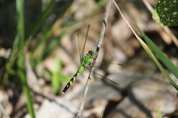 green dragonfly resting on a stick