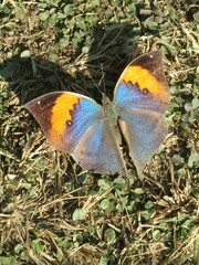 Closeup of a beautiful butterfly on ground.