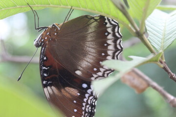 butterfly on leaf