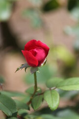 red rose bud blooming