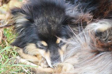 the dog sleeps on the leaves in autumn