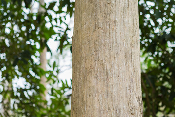 Obraz premium Teak Tree in Thailand precious hardwoods one of the last major areas of tropical forest in Asia