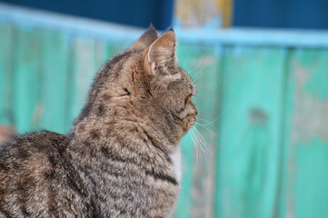 the tabby brown cat turned away
