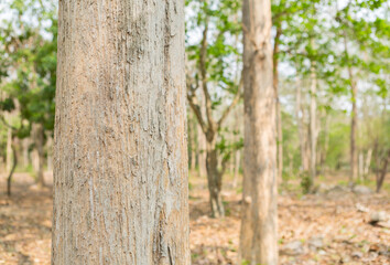 Obraz premium Teak Tree in Thailand precious hardwoods one of the last major areas of tropical forest in Asia 