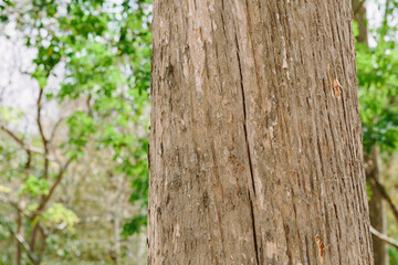 Teak Tree in Thailand precious hardwoods one of the last major areas of tropical forest in Asia