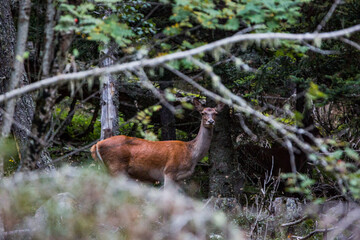 Deer in Capcir forest, Cerdagne, France © Alberto Gonzalez 