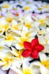 beautiful flower plumeria background