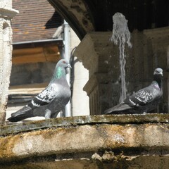 pigeon on the wall