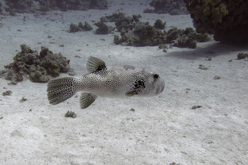 Starry pufferfish or Qtar pufferfish (Arothron stellatus) in Red Sea