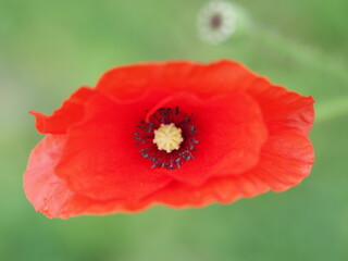 Klatschmohn (Papaver rhoeas) auch Mohnblume oder Klatschrose ist weit verbreitet und leuchtet im...