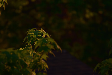 Tree Branch During Golden Hour