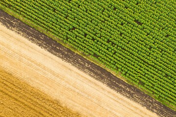 Fields with young sunflower and golden wheat. Aerial view.