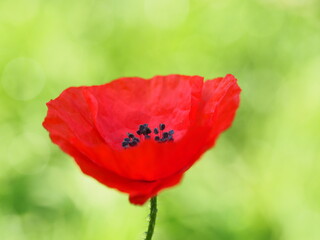 Klatschmohn (Papaver rhoeas) auch Mohnblume oder Klatschrose ist weit verbreitet und leuchtet im...