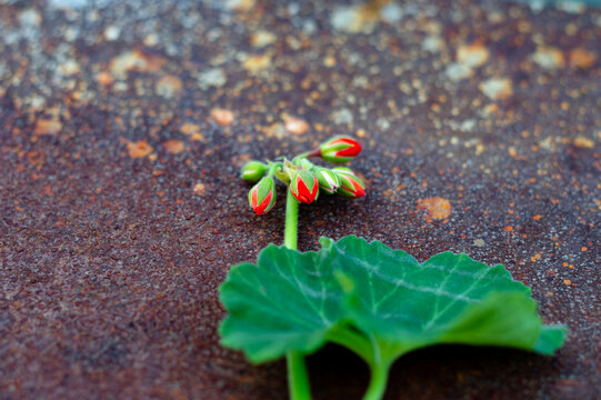 undissolved geranium buds on metal t with rust effect