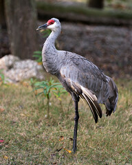 Sand hill crane bird Stock Photos.   Sand hill crane bird close-up profile view  with foliage background