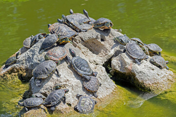 turtles basking and swimming in the sun