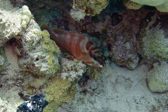 Blacktip grouper or Redbanded grouper (Epinephelus fasciatus) in Red Sea