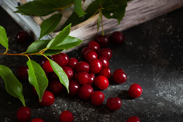 A bunch of ripe cherries is scattered on a dark table and a green branch with leaves. Still life in a low key.