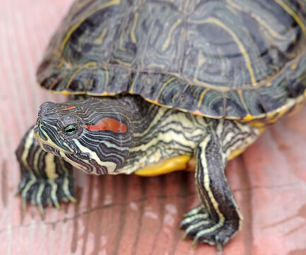 An image of Red Eared Turtle