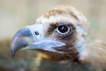 Hungry Vulture Awaits Prey.Black Vulture