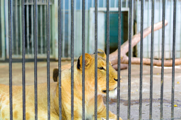 Lioness in a cage. The extermination and sale of wild animals.