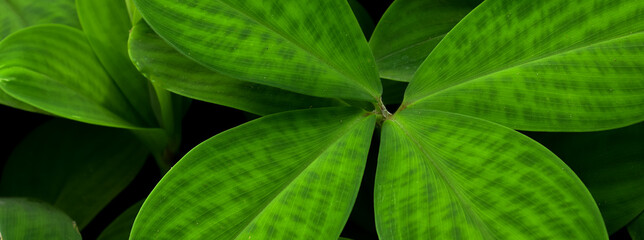 tropical leaves, dark green foliage, abstract nature background