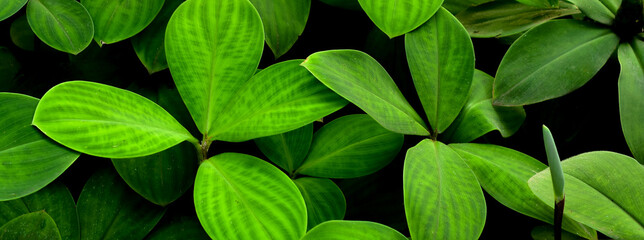 tropical leaves, dark green foliage, abstract nature background