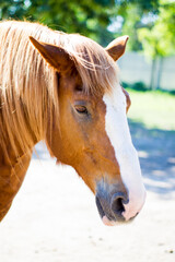 Portrait of a red horse